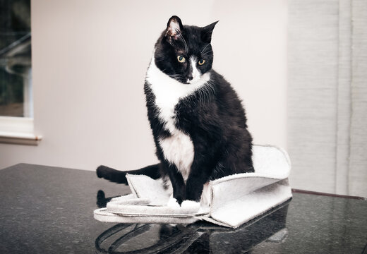 Funny tuxedo cat sitting on bag on kitchen countertop. Black and white senior cat perched on soft felt bag. Concept for why cats like to sit on objects and elevated surfaces. Selective focus.