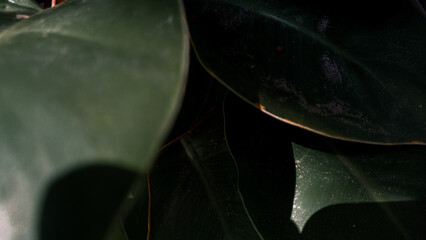 Close up of big dark green leaves with shadows. Moody natural abstract texture background of tropical foliage under soft daylight © Jassem