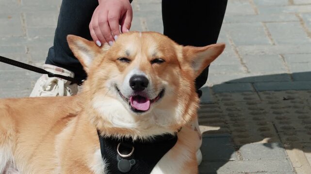 Person petting cute corgi dog during sunny day outdoor.
