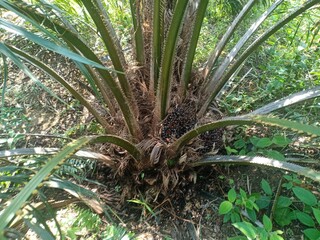 Fototapeta premium Oil Palm Tree Base Closeup
