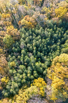 Aerial view of the dense mixed forest in the Jura mountains with vibrant yellow autumn foliage and green pine trees in La Rippe, Vaud, Switzerland.