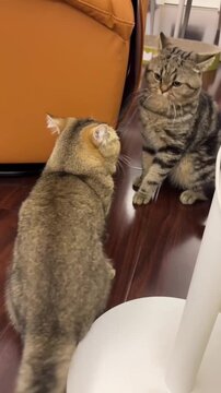 Funny cat fights two cats at home.