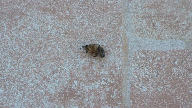 In Marsaskala, Malta, a dying honeybee lies on a tile floor in a close-up macro view, showing detailed bee anatomy within an urban outdoor setting in the Mediterranean.