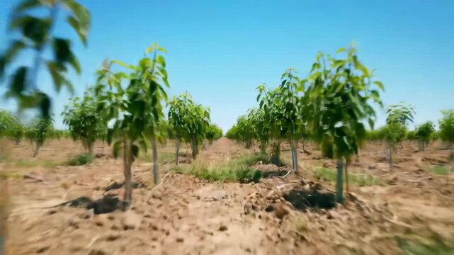 Planting and Growing Young Trees in a Sunny Orchard