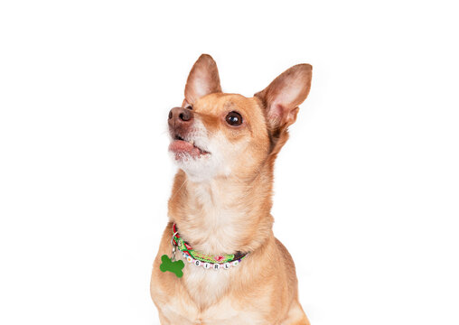 Small dog looking up hoping for food or snack. Cute Chihuahua sitting while waiting. Hopeful body language. Female short hair Chihuahua, brown or tan. Selective focus.