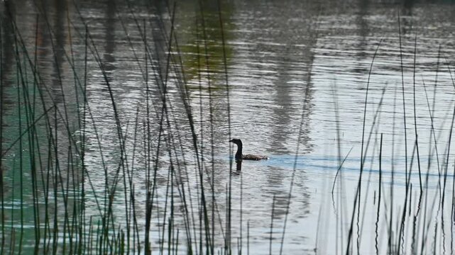 Wild ducks swimming in still water among reeds and grass.