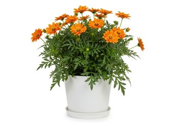 Fototapeta premium Bright orange marigold flowers in a white pot with green leaves
