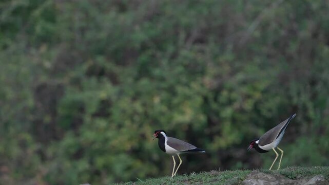 Two Red-wattled Lapwings Foraging on Grassland in Natural Habitat