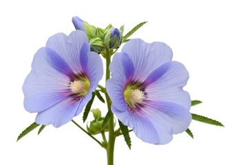 Obraz premium Pink and purple orchid flowers with green leaves on a stem