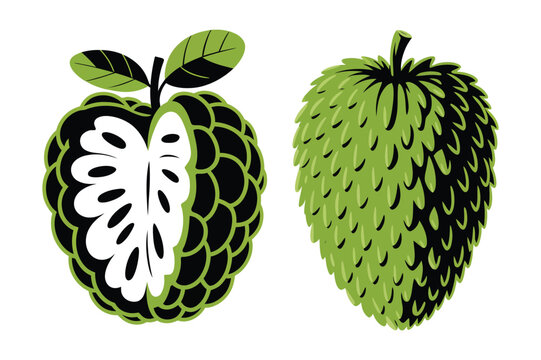 Detailed stylized illustration of annona squamosa sugar apple fruit with tropical