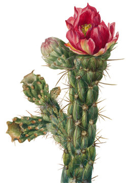 cactus flower isolated on white