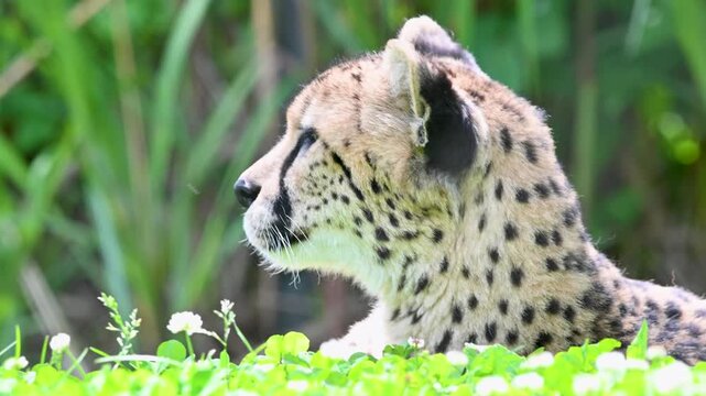 Close-up of a cheetah's head with eyes closed in natural setting.