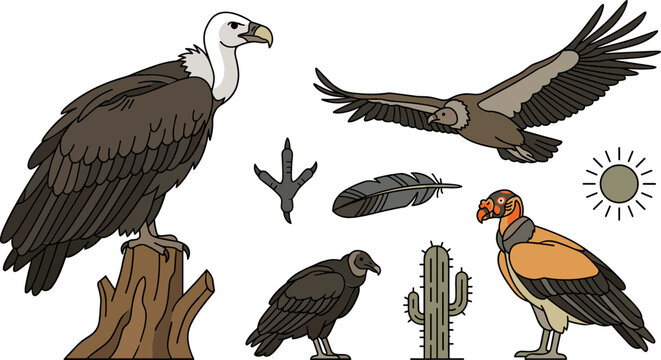 Vulture Bird Species Vector Set Featuring Griffon Vulture, Condor, Feather, Claw, and Desert Cactus Elements for Wildlife Education and Nature Graphic Designs