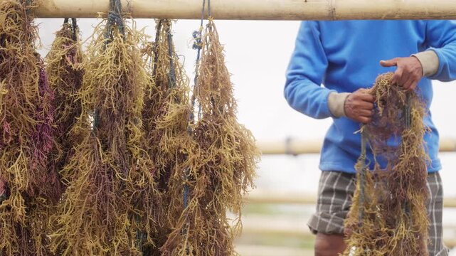 An adult seaweed farmer is hanging wet harvest, eucheuma cottonii, on bamboo drying rack in sulawesi, indonesia, southeast asia, traditional marine aquaculture