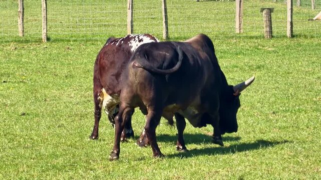 Domestic bulls, Bos taurus, bovine mammals from the Bovidae family, displaying dominance and social tension behavior on pasture with lowered heads, alert posture and tail movement, tracking shot