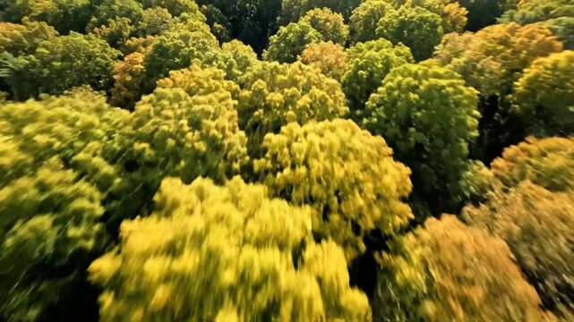 Aerial view of colorful autumn forest showcasing a diverse range of tree types and textures under sunlight