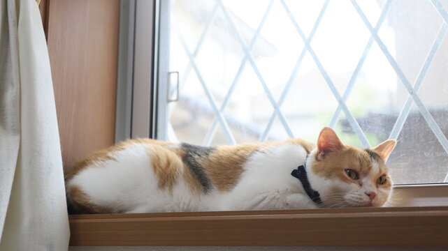 窓際で寝転がる猫