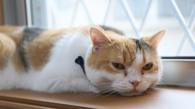窓際でくつろぐ猫