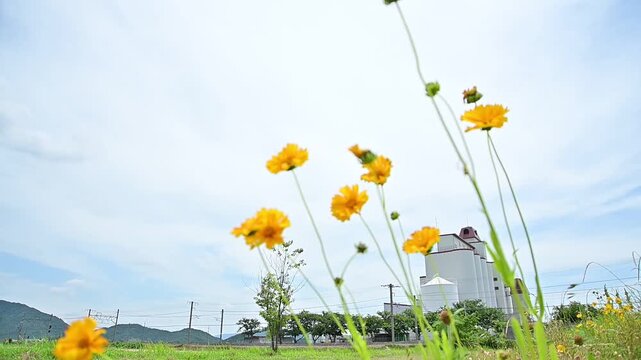 花咲く初夏の湖国を走るトワイライトエクスプレス瑞風 （東海道本線 安土 - 近江八幡, 2026年5月）