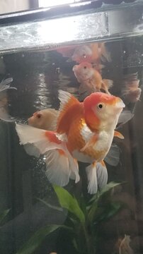 Beautiful orange and white Oranda goldfish swimming in aquarium, pet photography