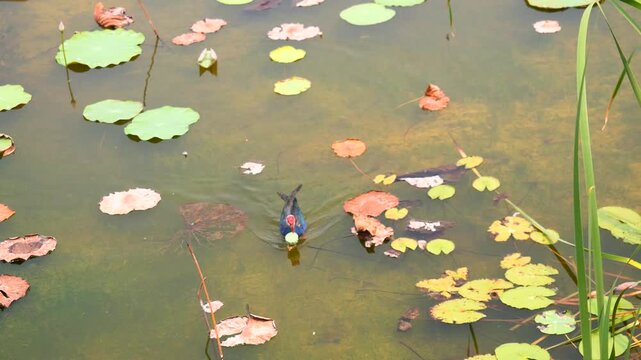 Purple Swamphen ( Porphyrio porphyrio ) walking and floating on water full of leaves in wetland, Bird carries lotus pod  to peck and eating seed, The blue waterbird and red long legs, Thailand
