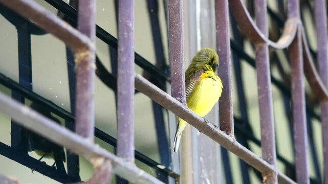 Garden or Olive-backed or Yellow-bellied sunbird perch and preening on iron bars, Small male bird has a panel of purple, blue, and orange feathers beneath its beak and reflection  in the window panes