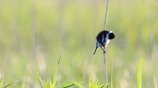 Male Siberian Stonechat Taking Off from Orb Bokeh Background: Preening and Departure Part 2 (4K with Audio and Back Copy Space)