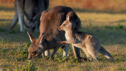 Young Joey Standing Beside Adult Kangaroo Grazing in Golden Sunset Light © blueringmedia