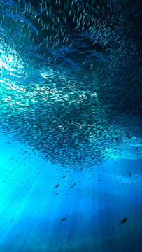 School of small fish - Sardine Run in the blue ocean in rays of sunlight. Underwater photo - Scuba diving art.