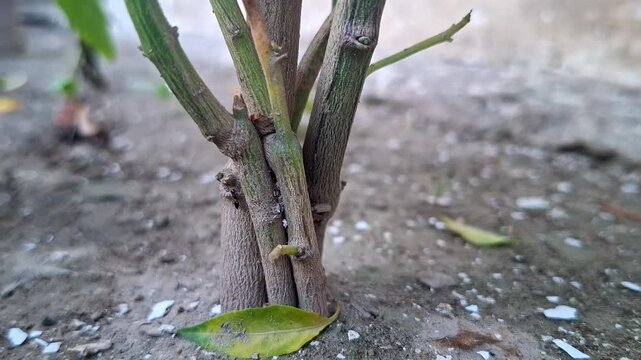 Lower Plant Stem Growing From Soil Ground