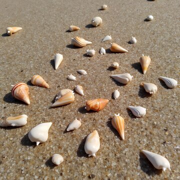Seashells are scattered across the wet sandy beach during a sunny day at the tropical coastline.