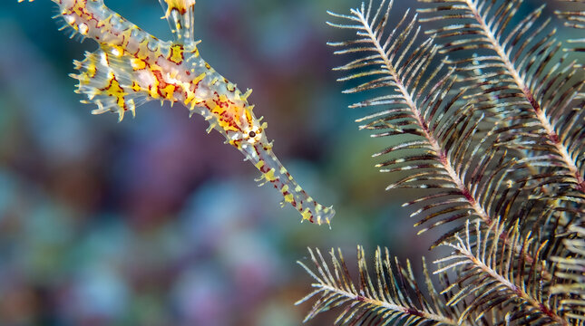 Ornate ghost pipefish blending into patterned sea lily feather star close up