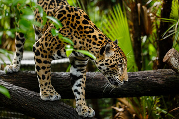 jaguar Panthera onca climbs on a log in zoo © Pete Niesen Photo