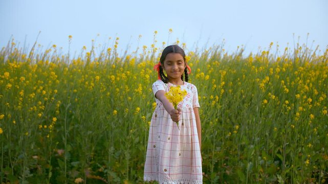 Portrait of a little village girl happily showing a bunch of beautiful yellow flowers. Medium shot of a cheerful Indian kid/child holding mustard/Sarso flowers with a toothy smile - village lifestyle 