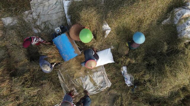 Aerial view of farmers using a threshing machine to harvest rice in a field in Karanglewas, Central Java, Indonesia.