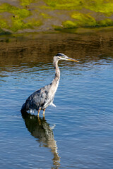 Obraz premium Bird and reflection standing in still waters of the salt marsh