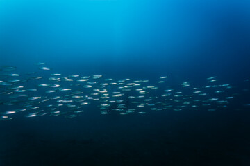 School of fish © Pete Niesen Photo