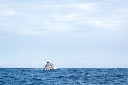 Humpback whale breaching