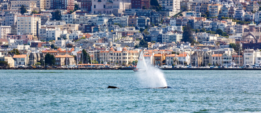 Whale spout of mother and baby humback whale pass city of San Francisco