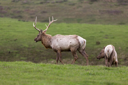 Closeup of  large male with five point antlers Tule elk and mate roaming grasslands in Point Reyes National Seashore