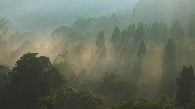 Aerial view of sun rays filtering through dense tropical forest and morning mist over the lush jungle canopy in Sukabumi, West Java, Indonesia.