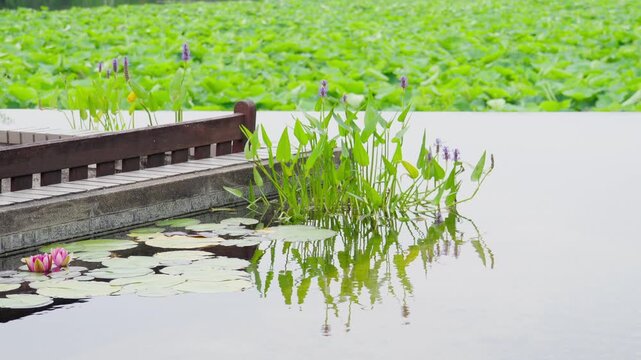 緩やかな水の流れにゆらゆらと揺れるピンクの睡蓮と紫色のナガバミズアオイの花