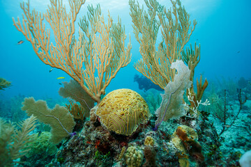 A diver explores a vibrant coral reef teeming with life and colorful corals. © Pete Niesen Photo
