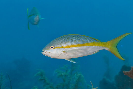 Underwater view of Bigeye Yellow Snapper, Lutjanus lutjanus