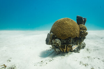 Artistic underwater still life of brain coral, tube coral, sea lettuce coral and pretty little white fish sitting in the white sand © Pete Niesen Photo