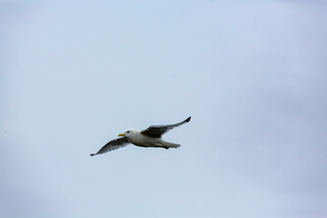 Fototapeta premium A seagull (Larus) in flight against a cloudy sky.