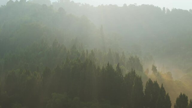 Aerial view of a dense pine forest shrouded in morning mist with sunlight filtering through the trees in Sukabumi, West Java, Indonesia.