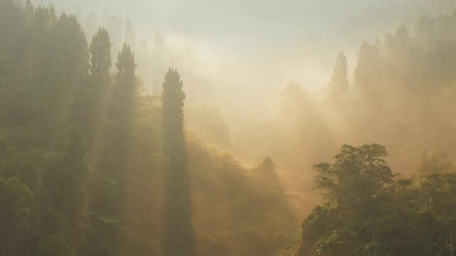 Aerial view of dense tropical forest shrouded in morning mist with sunbeams filtering through the trees in Sukabumi, West Java, Indonesia.