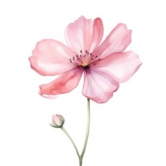 Obraz premium Flower blossom petal plant.