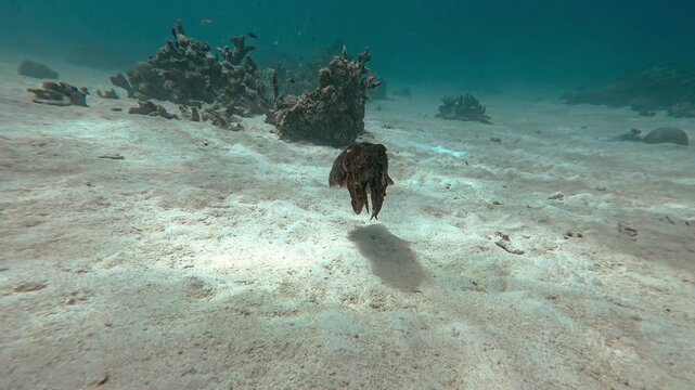 Broadclub cuttlefish hovering over the white sandy bottom in shallow water of Iriomote